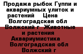 Продажа рыбок Гуппи и аквариумных улиток и растений. › Цена ­ 20 - Волгоградская обл., Волжский г. Животные и растения » Аквариумистика   . Волгоградская обл.,Волжский г.